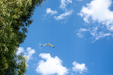 Bird flying in a clear blue sky