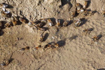 bees drink water in nature