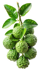 A cluster of fresh green kaffir lime fruits with leaves isolated on transparent background