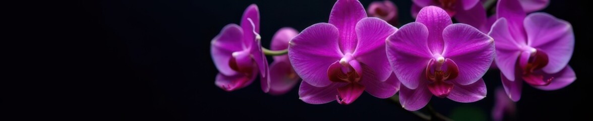Vibrant purple orchid cluster, intricate detail, black background , exotic, illustration, orchid
