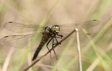 Black-tailed Skimmer - Orthetrum cancellatum