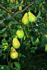 Kultur-Birne; Pyrus communis; Birnen hängen an einem Birnbaum