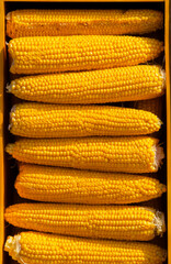 Crates filled with yellow corn cobs attract the attention of customers, seasonal products.