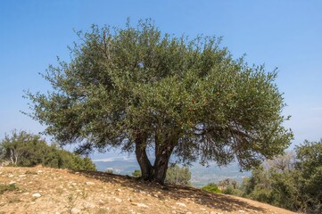 Obraz premium In August, Quercus ilex thrives on a hillside close to a small village.