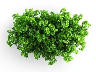 Obraz premium Lush, green parsley plant with detailed leaves against a white background, creating a fresh, natural aesthetic.