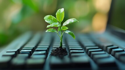 Green sprout growing from a computer keyboard isolated on white background