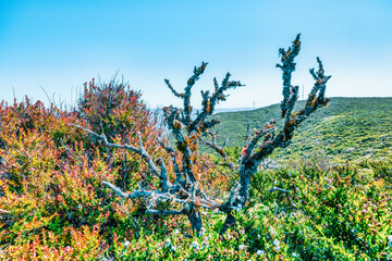 Dry tree covered with lichen among wild coastal vegetation on the hills near Pacifica, California, along Gray Whale Cove Trail on Highway 1, symbolizing biodiversity and natural landscape