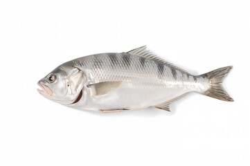 Fototapeta premium A big Pangasius hypophthalmus fish shown from the underside on a plain white backdrop