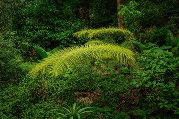 Fototapeta premium A verdant branch amidst lush foliage in a dense woodland