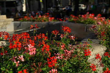 vibrant red and pink geranium flowers blooming in a stone planter in a sunny european town square with intentionally blurred people sitting in the background, close up floral display