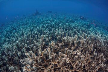 Fototapeta premium A shallow reef densely populated by fast-growing table corals (Acropora sp.) thrives in a tropical marine environment.