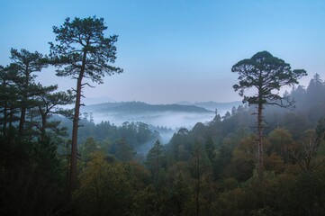 Obraz premium A photo taken during a foggy dawn in the woods