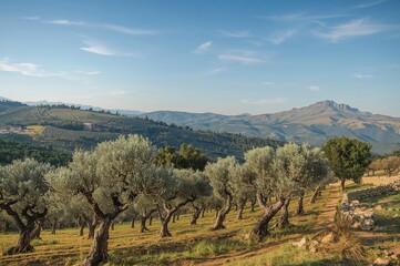 Naklejka premium A scenic olive grove featuring orderly lines of olive trees set against beautiful natural surroundings.
