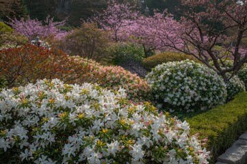 Obraz premium Rhododendron blooms in a serene garden setting with white flowers and lush leaves during spring