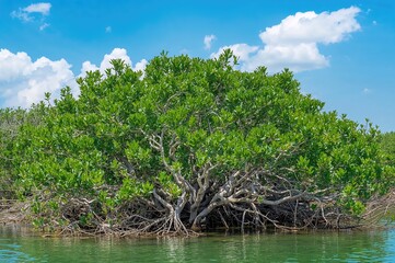 Avicennia marina species, commonly referred to as gray or white mangrove