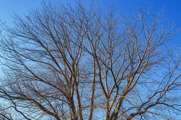 Leafless twisted tree limbs against a clear blue sky in late fall