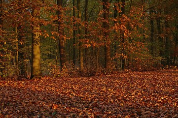 Obraz premium Forest of beech trees bathed in backlight with a ground covered in dry leaves during autumn
