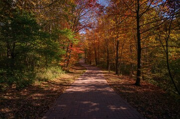 Obraz premium Autumnal trail bordered by colorful trees in a park