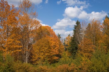 Fall foliage among the trees in a northern region