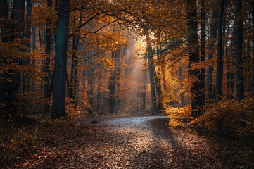 Obraz premium Forest trail in fall illuminated by sunlight filtering through trees