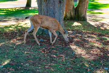 Northwest  Park Deer