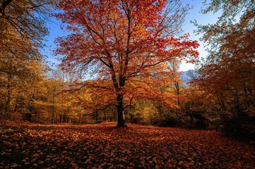 Sunny day backdrop with autumn foliage