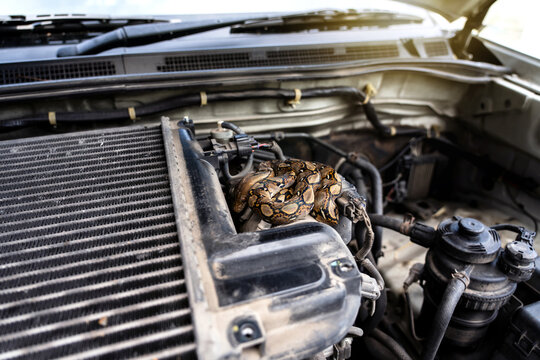 baby small Reticulated Python - Malayopython reticulatus hiding for warmth. Snake was found coiled up in car engine when hood was opened.