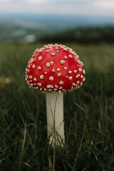Toadstool 