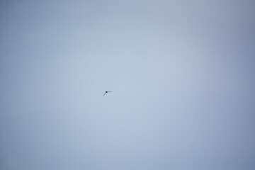 Obraz premium Solitary bird in a clear blue sky