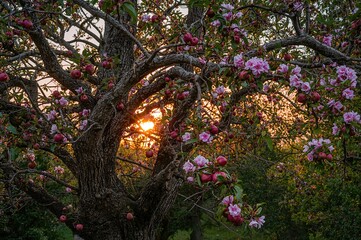 Branches of an apple tree glowing in the light of the sunset