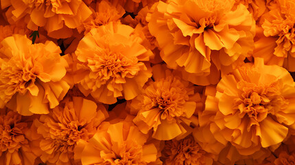 Bright orange background with marigold flowers