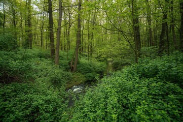 Lush woodland area with vibrant foliage and a flowing creek under gentle sunlight