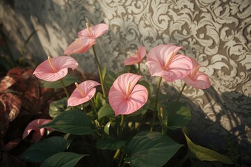 Garden filled with blooming Anthurium flowers