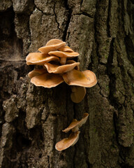 Fungi kingdom, macro photography of mushroom and mycelium in a forest 