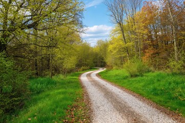 Fototapeta premium An enchanted dirt path winding through a blossoming woodland
