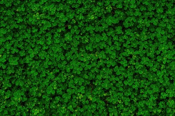 Abstract green background featuring clover leaves and natural textures