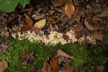 Fungi kingdom, macro photography of mushroom and mycelium in a forest 