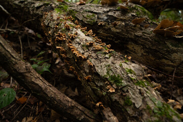 Fungi kingdom, macro photography of mushroom and mycelium in a forest 