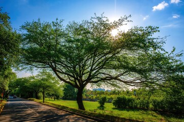 Obraz premium A stunning tree-lined pathway in an urban area.
