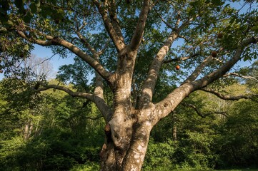 Platanus occidentalis tree bearing fruits