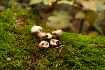 Fungi kingdom, macro photography of mushroom and mycelium in a forest 