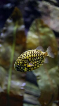 Pineapplefish (Cleidopus gloriamaris) with glowing photophores swimming slowly in dark underwater reef &mdash; 4K marine life footage