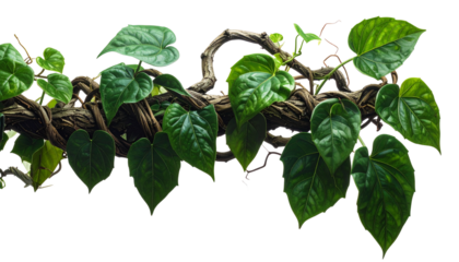 Twisted Wild Liana Jungle Vine Isolated on White Background