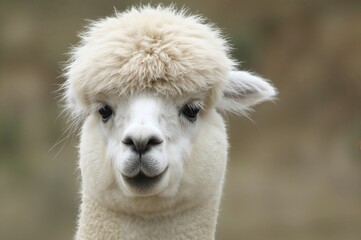 Fototapeta premium Close-up of an alpaca's face
