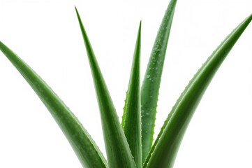 Obraz premium Aloe vera plant displayed against a plain white backdrop