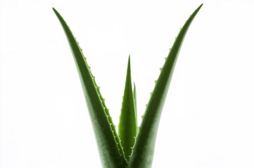 Obraz premium Aloe vera plant on a plain white backdrop