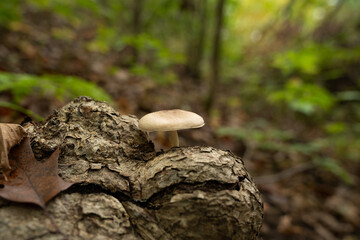 Fungi kingdom, macro photography of mushroom and mycelium in a forest 