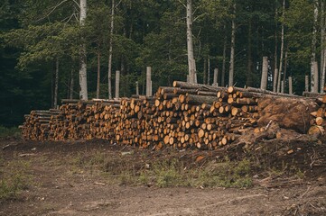 After deforestation, felled trees, logs, and lumber gathered into a heap.
