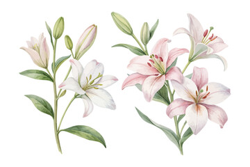 White Lily Watercolor Painting for Wedding Cards vector illustration isolated on white background