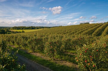 Bird's-eye perspective of a fruit tree plantation